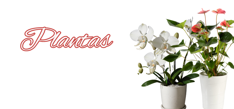 0015 flores-floristeriajazminparets.com-floristería