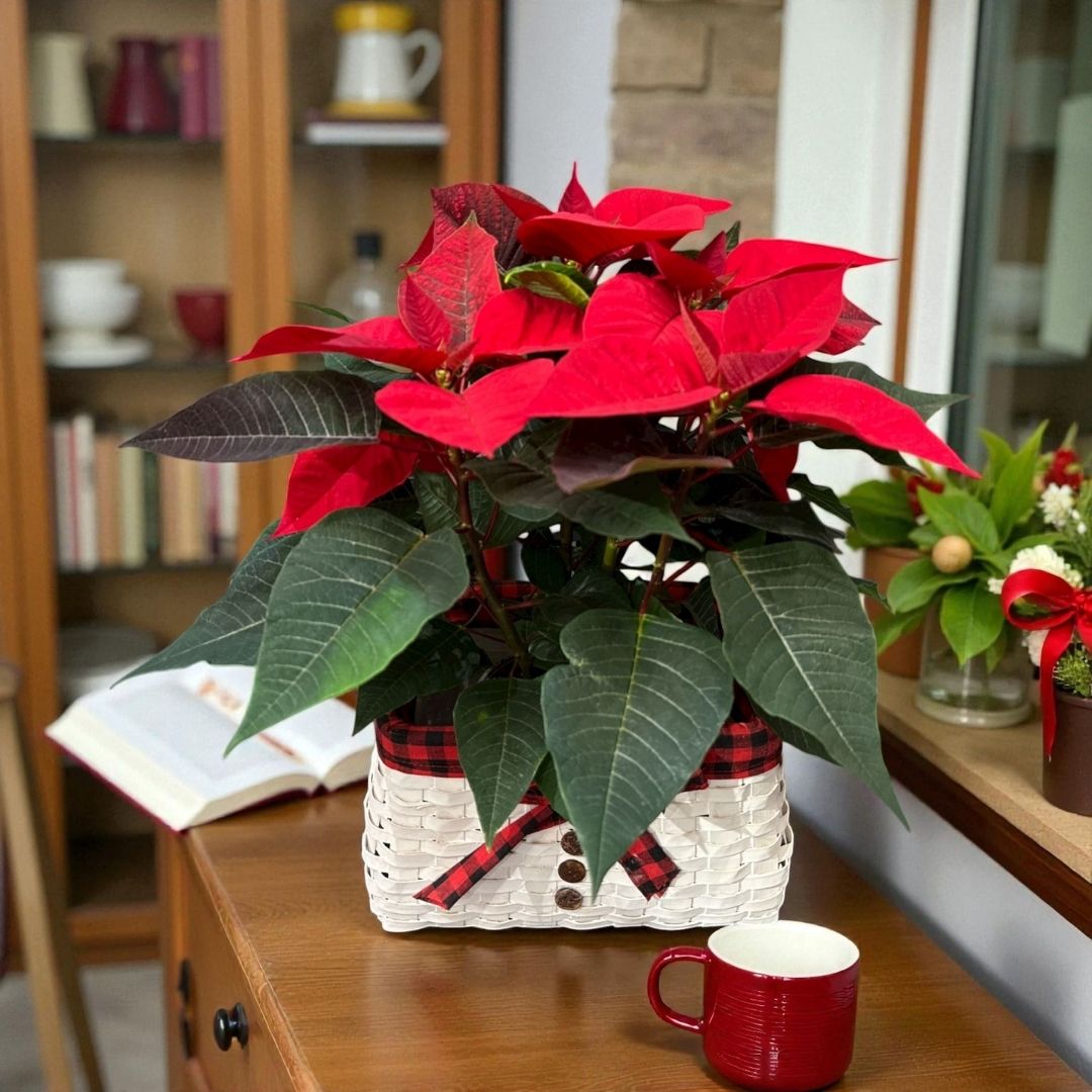 Poinsettia Roja en Cesta Muñeco de Nieve - Imagen 2