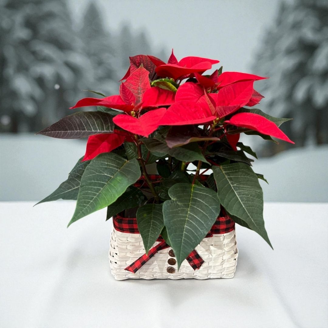 Poinsettia Roja en Cesta Muñeco de Nieve - Imagen 3