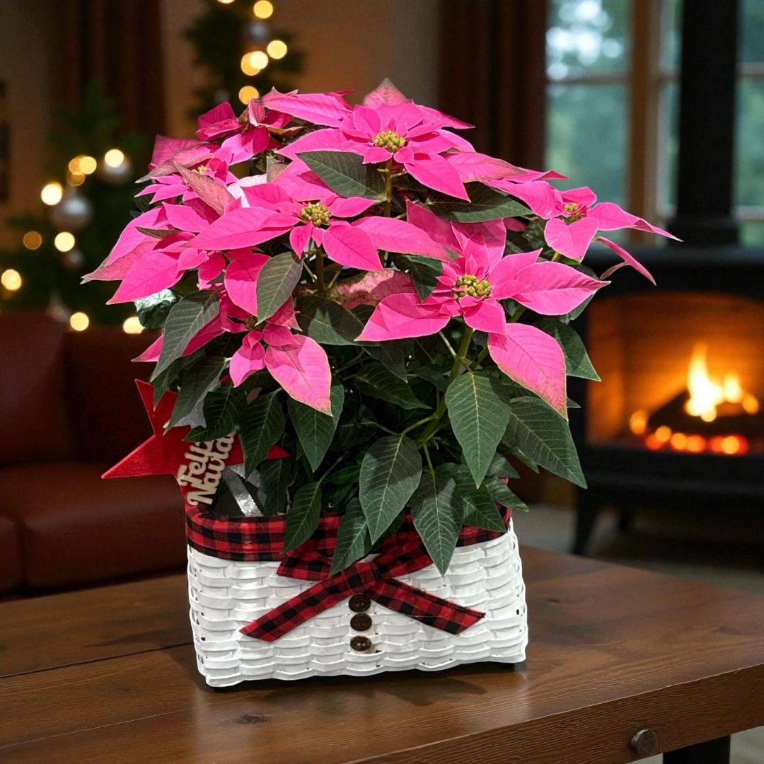 Poinsettia Pink Edition — Bon Nadal vibes