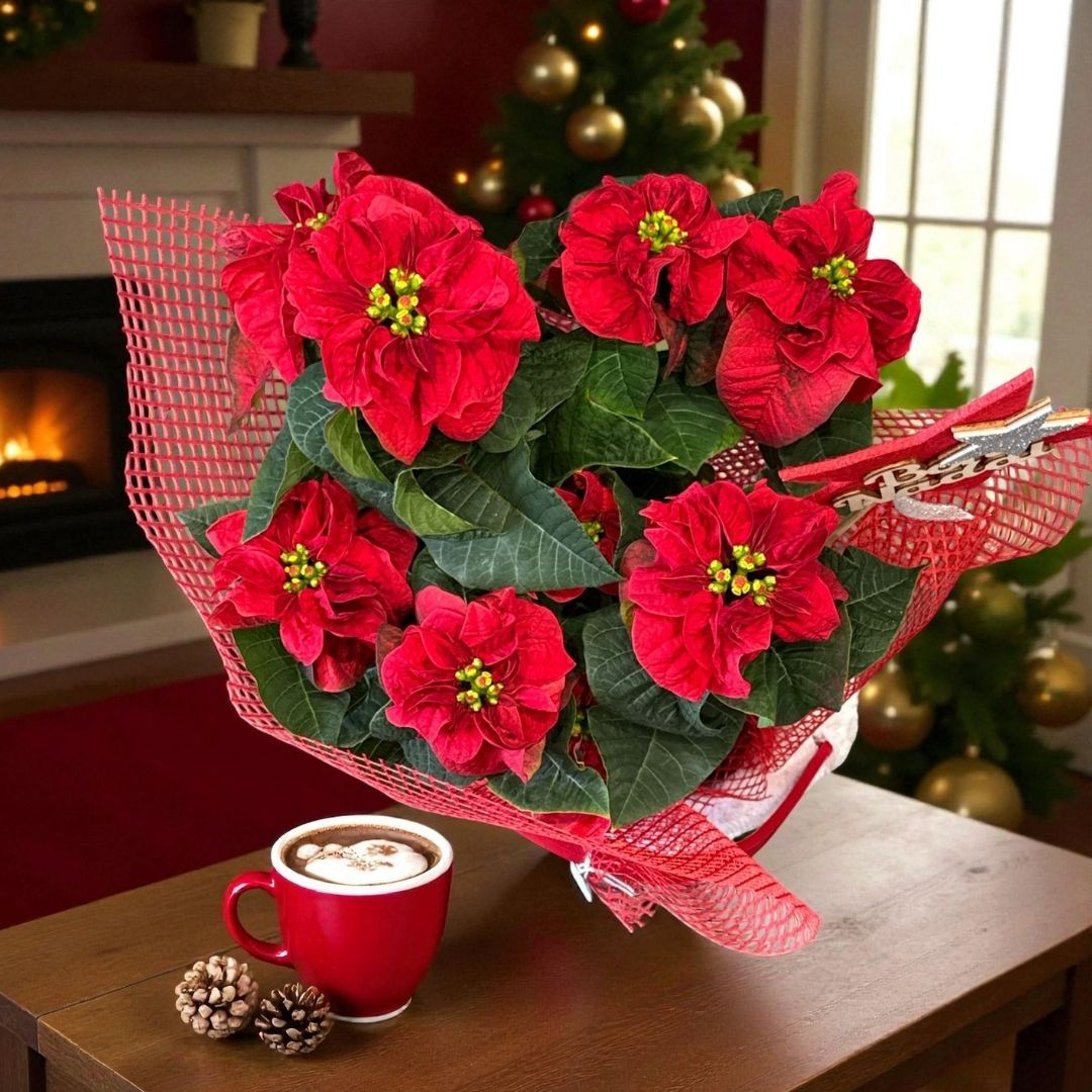 Ponsetia Estrella de Hogar