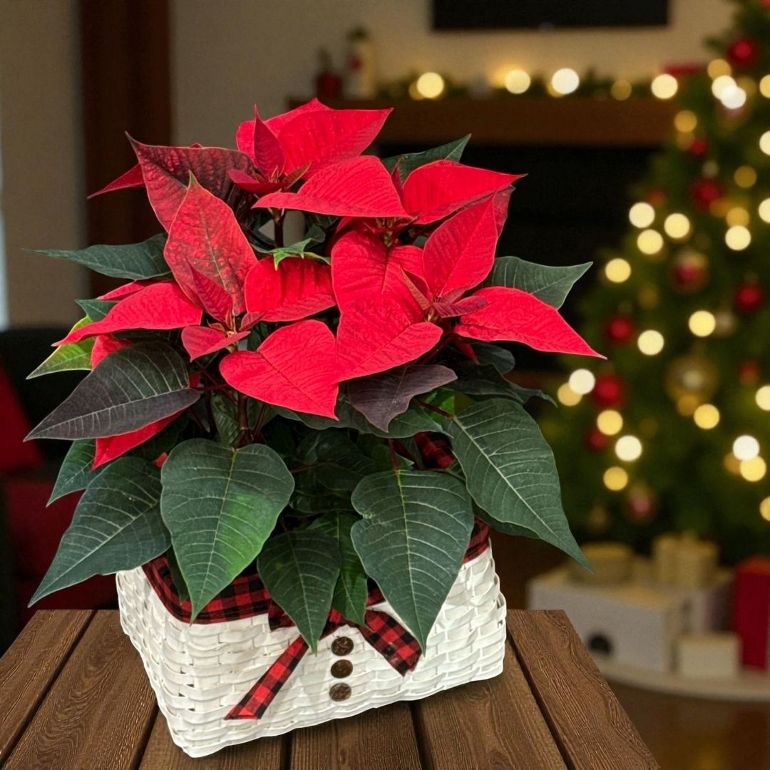 Poinsettia Roja en Cesta Muñeco de Nieve