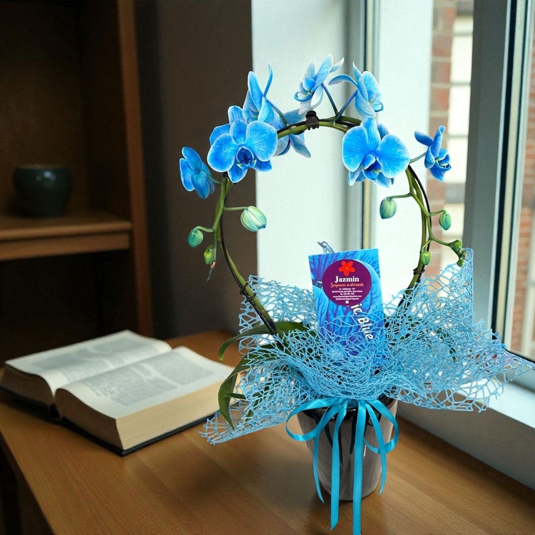 Orquídea Blue Elegance - Imagen 2