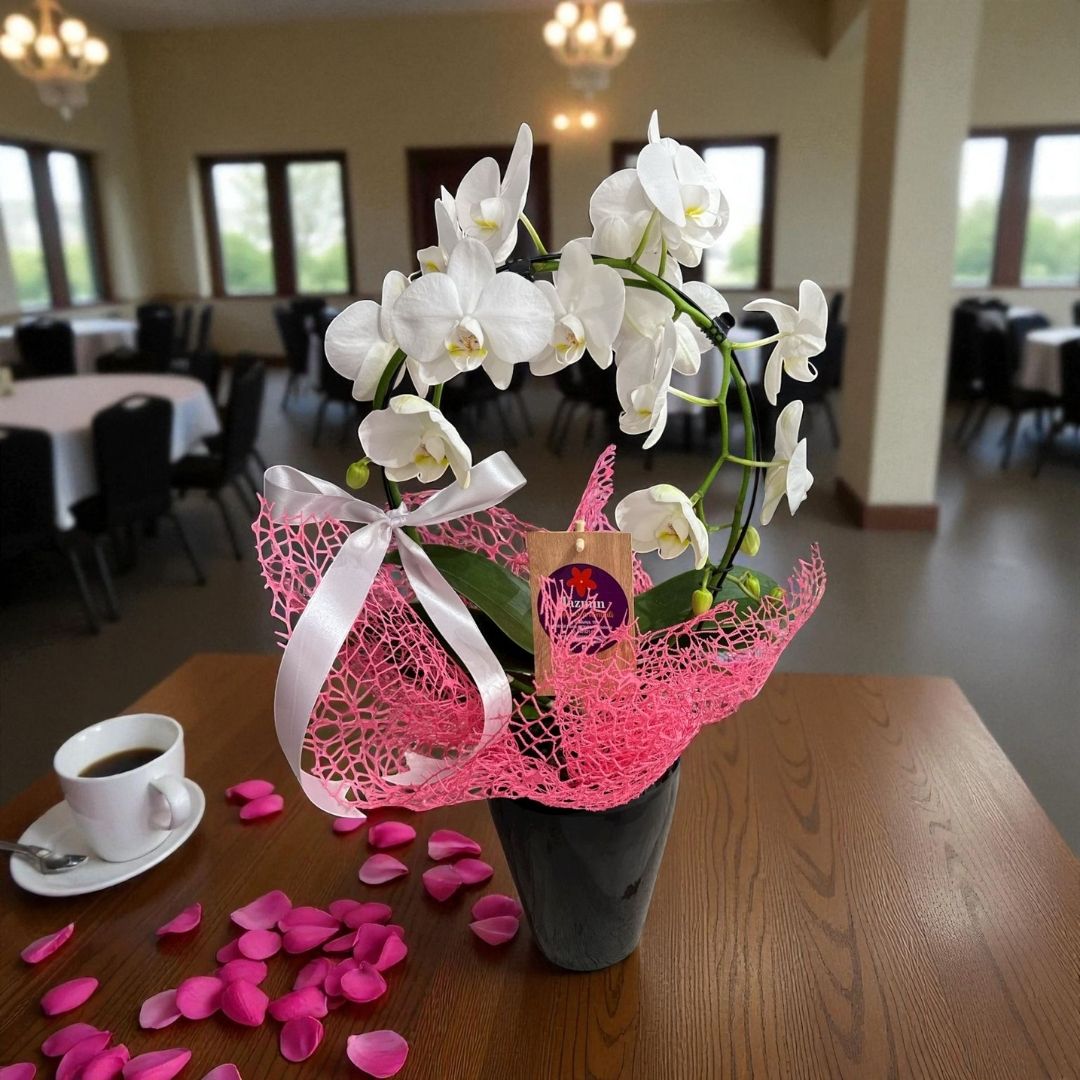 Orquídea White Moon - Imagen 2