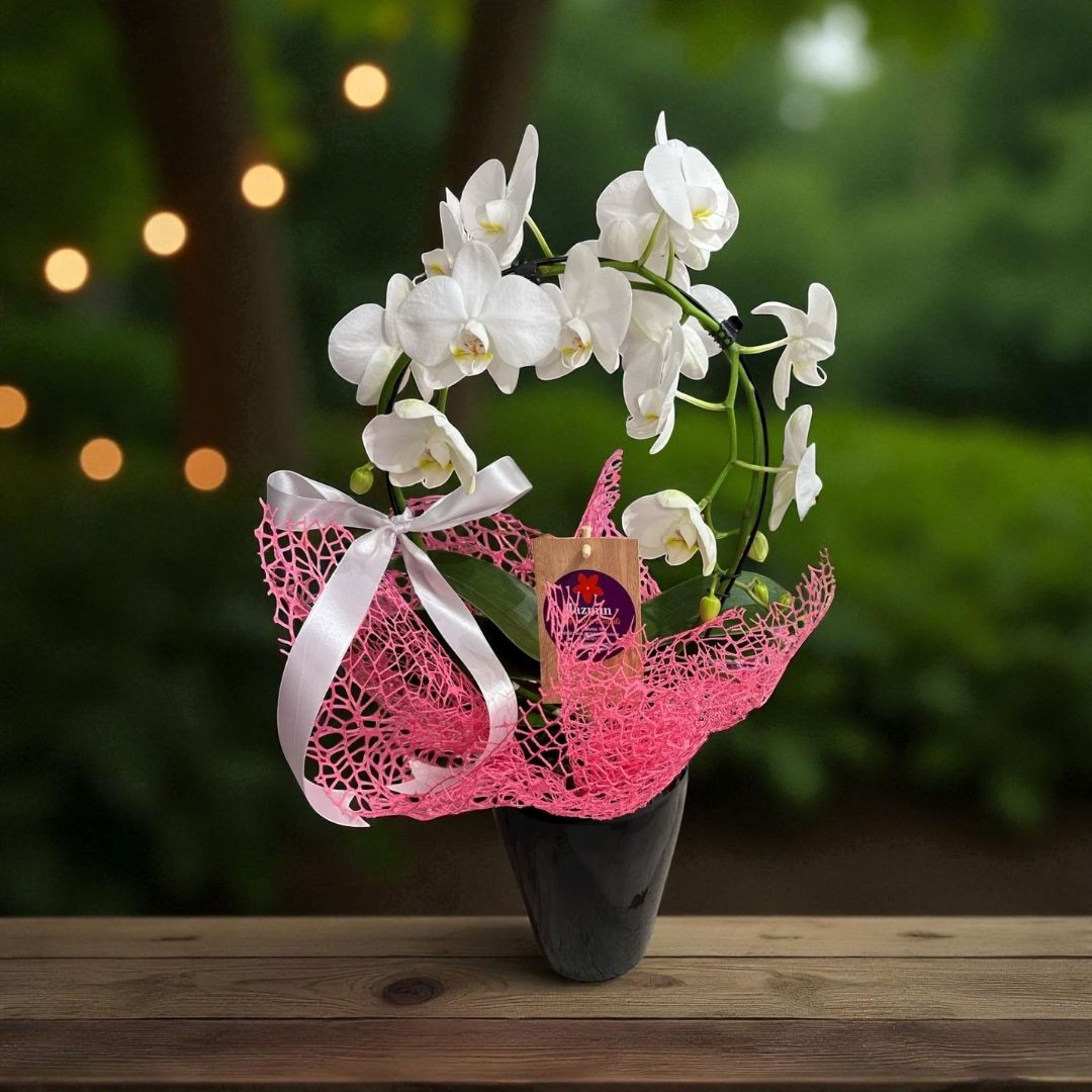 Orquídea White Moon - Imagen 3