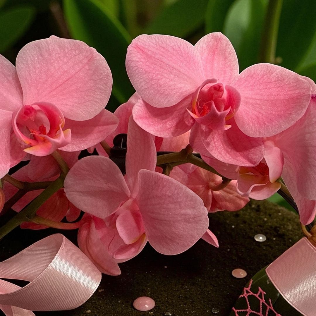 Orquídea Pink Dream - Imagen 3