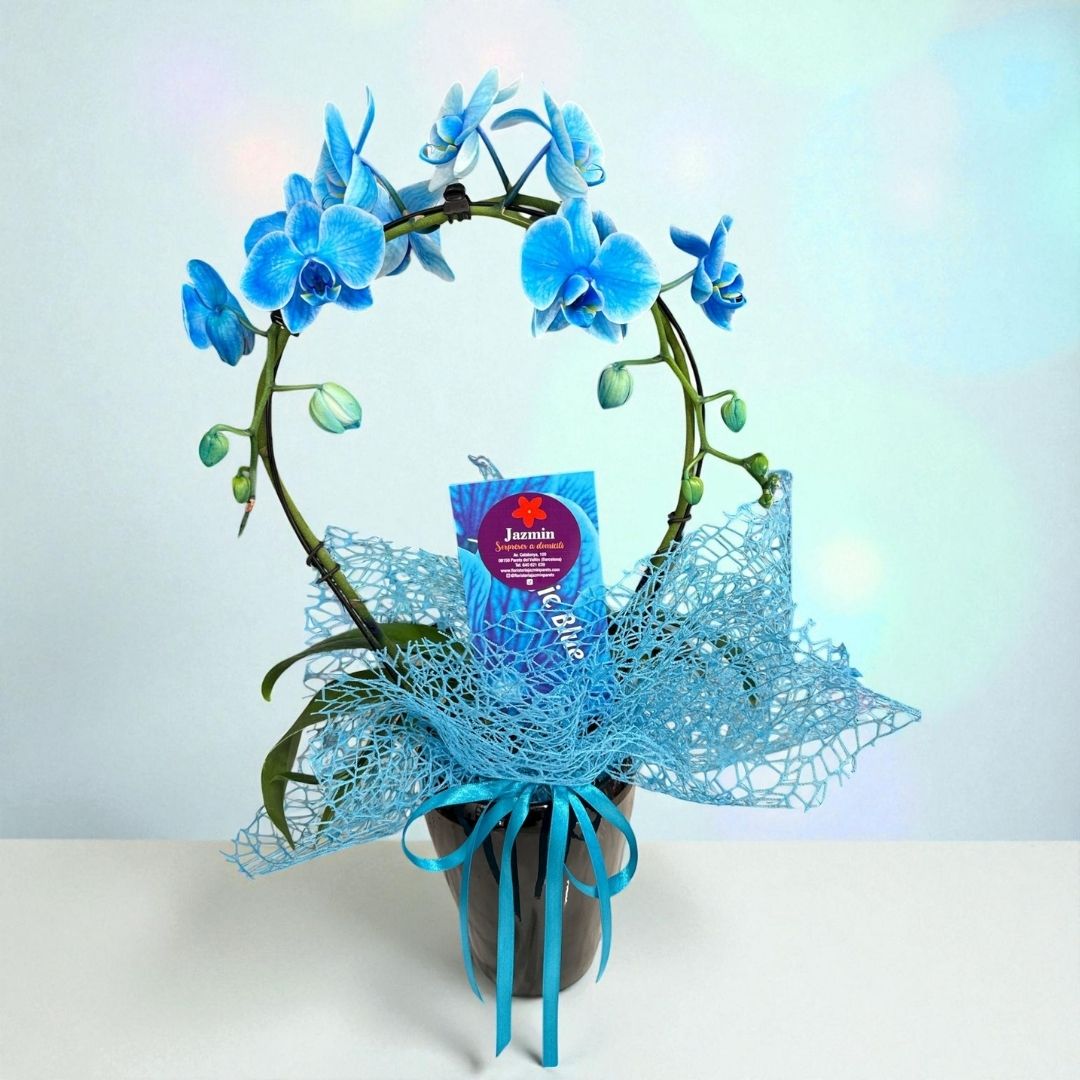 Orquídea Blue Elegance