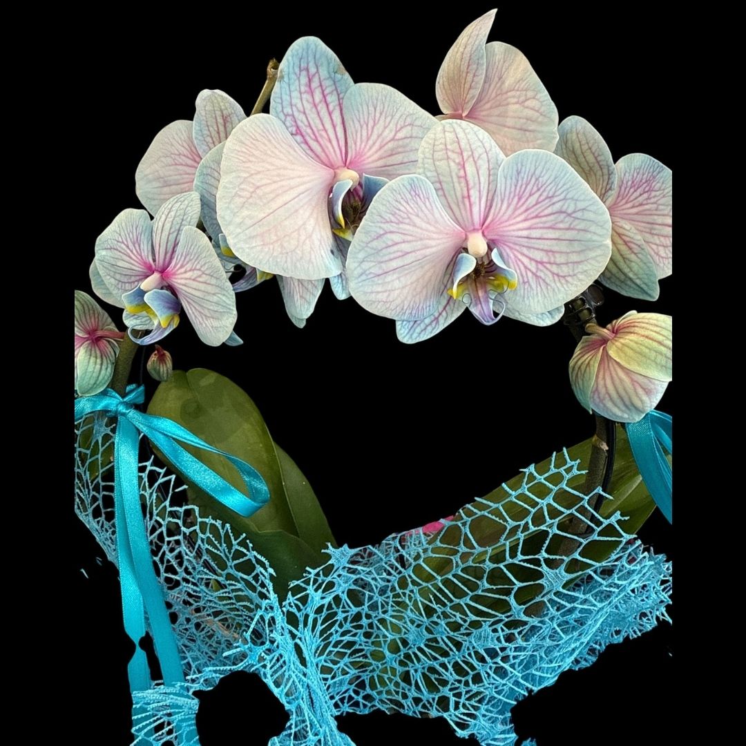 Orquídea Mystic Blue - Imagen 3