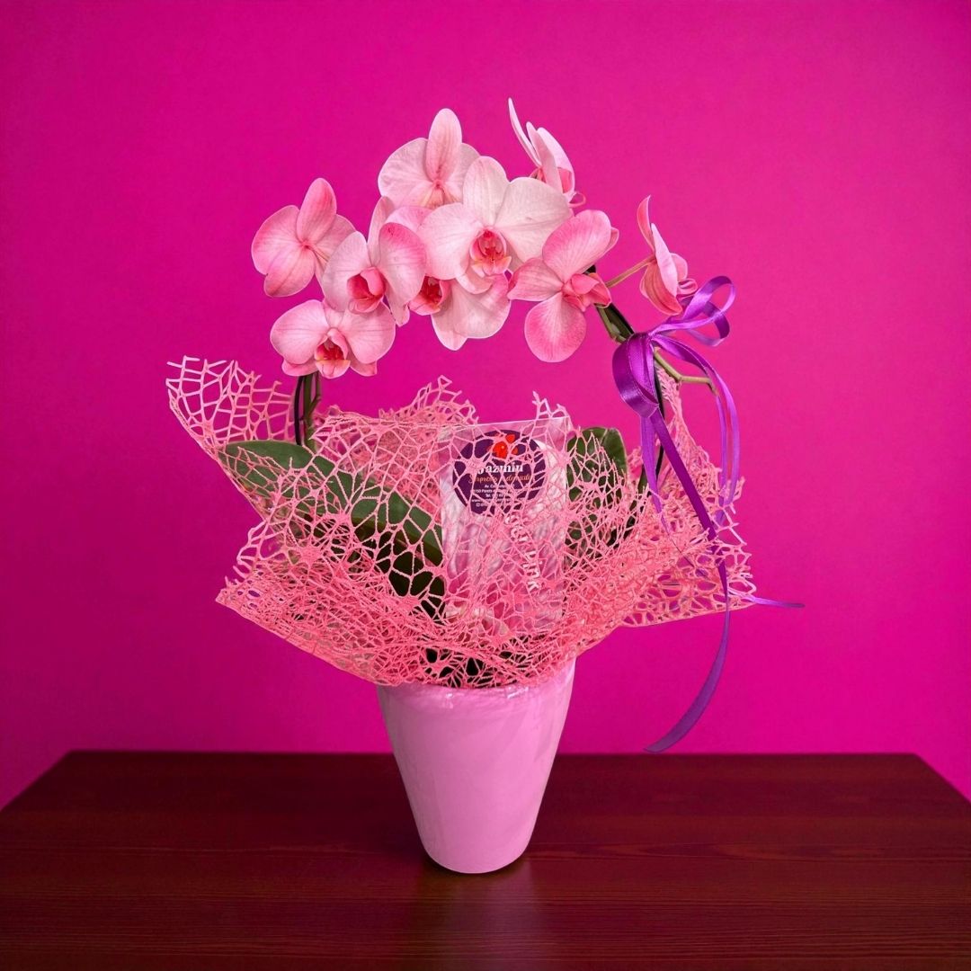 Orquídea Pink Serenity