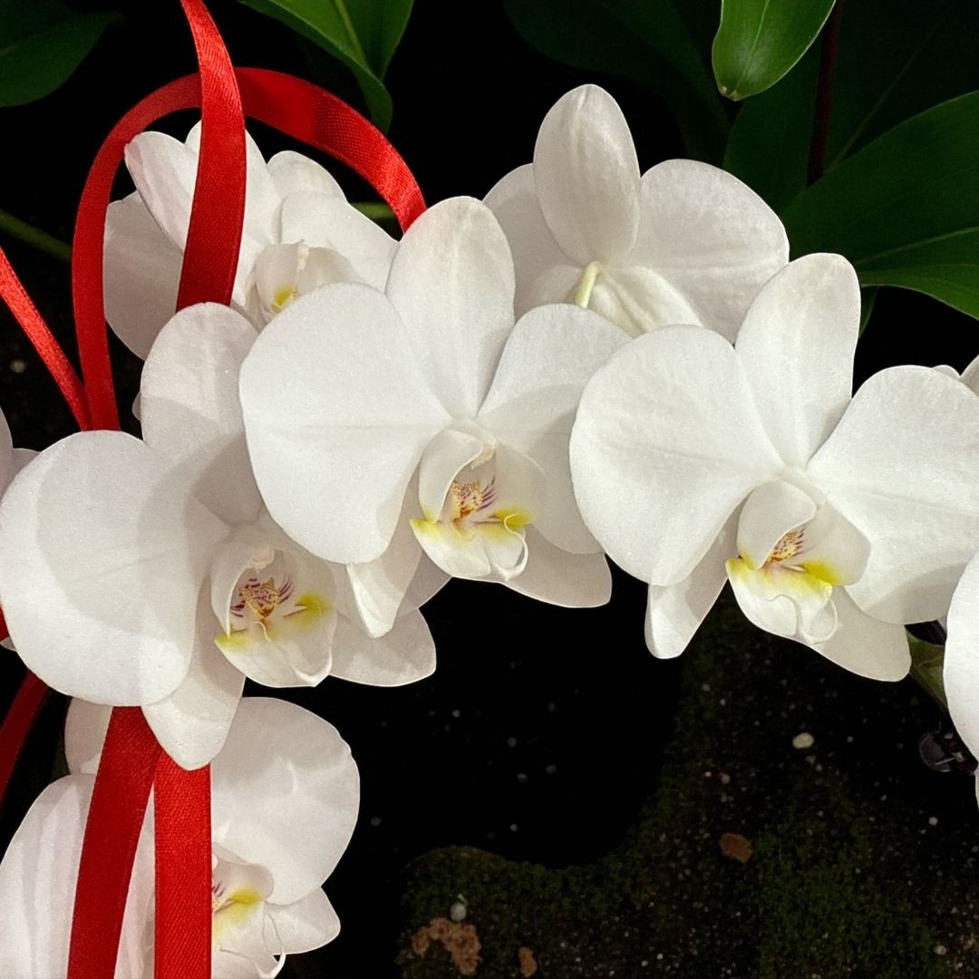 Orquídea White Harmony - Imagen 3