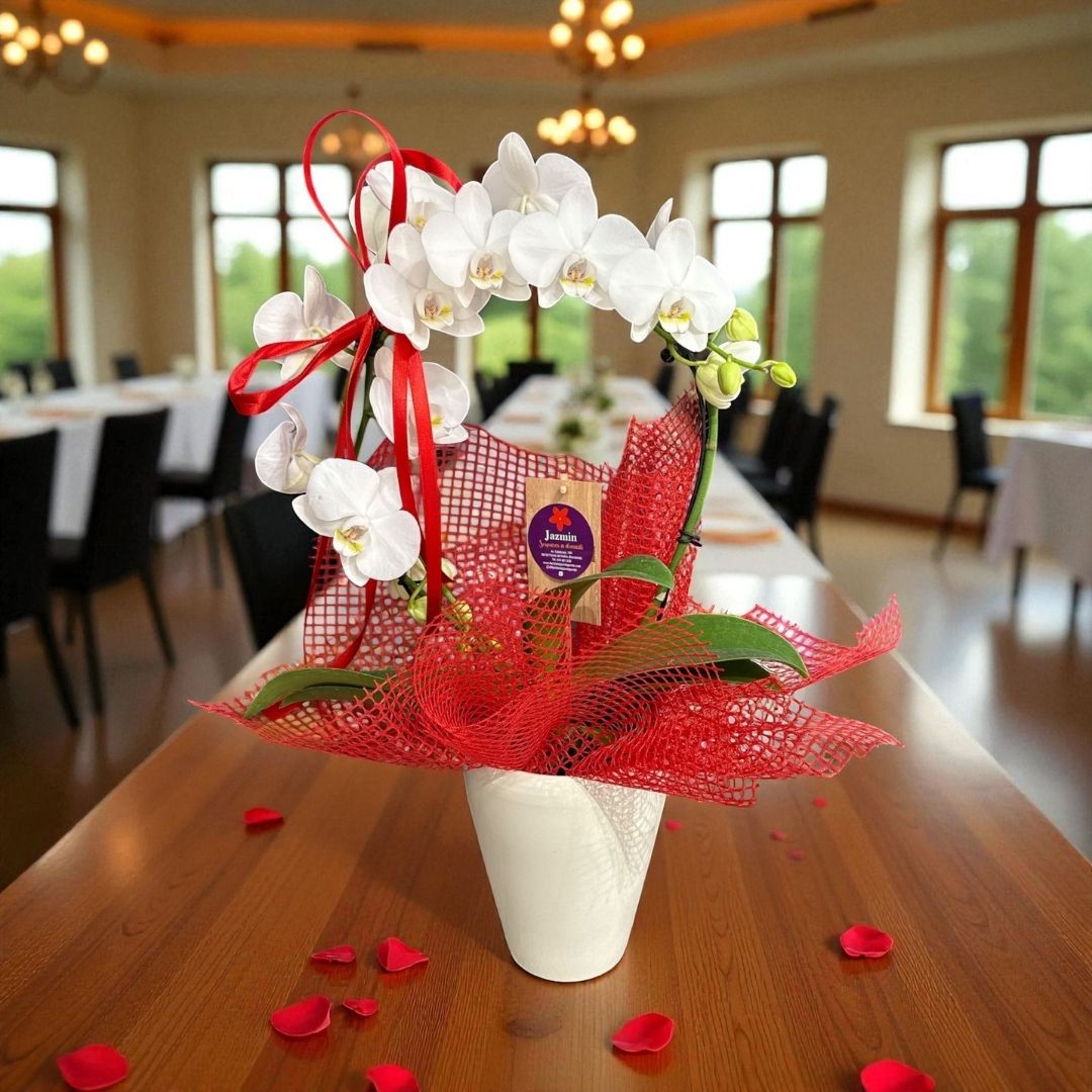 Orquídea White Harmony