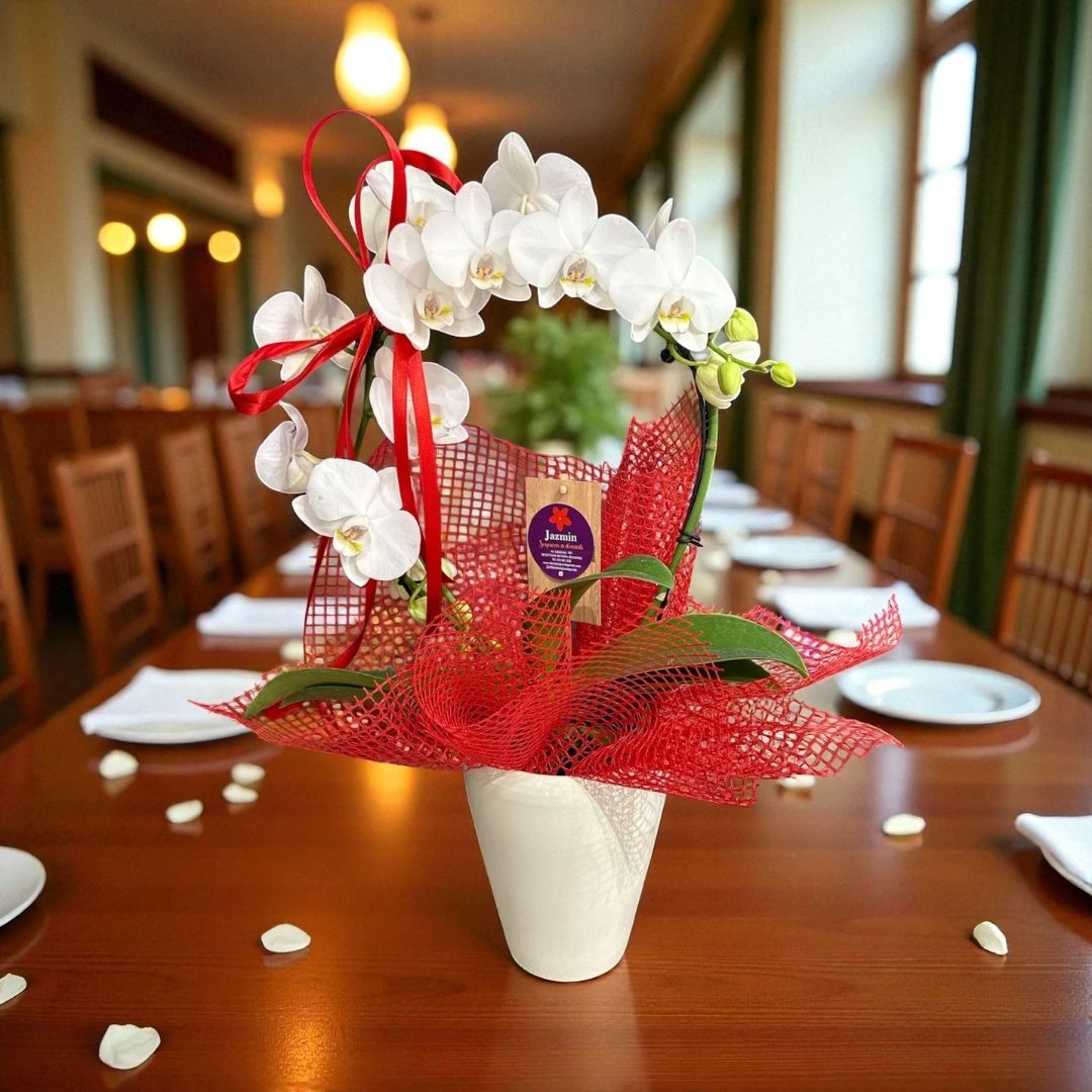 Orquídea White Harmony - Imagen 2