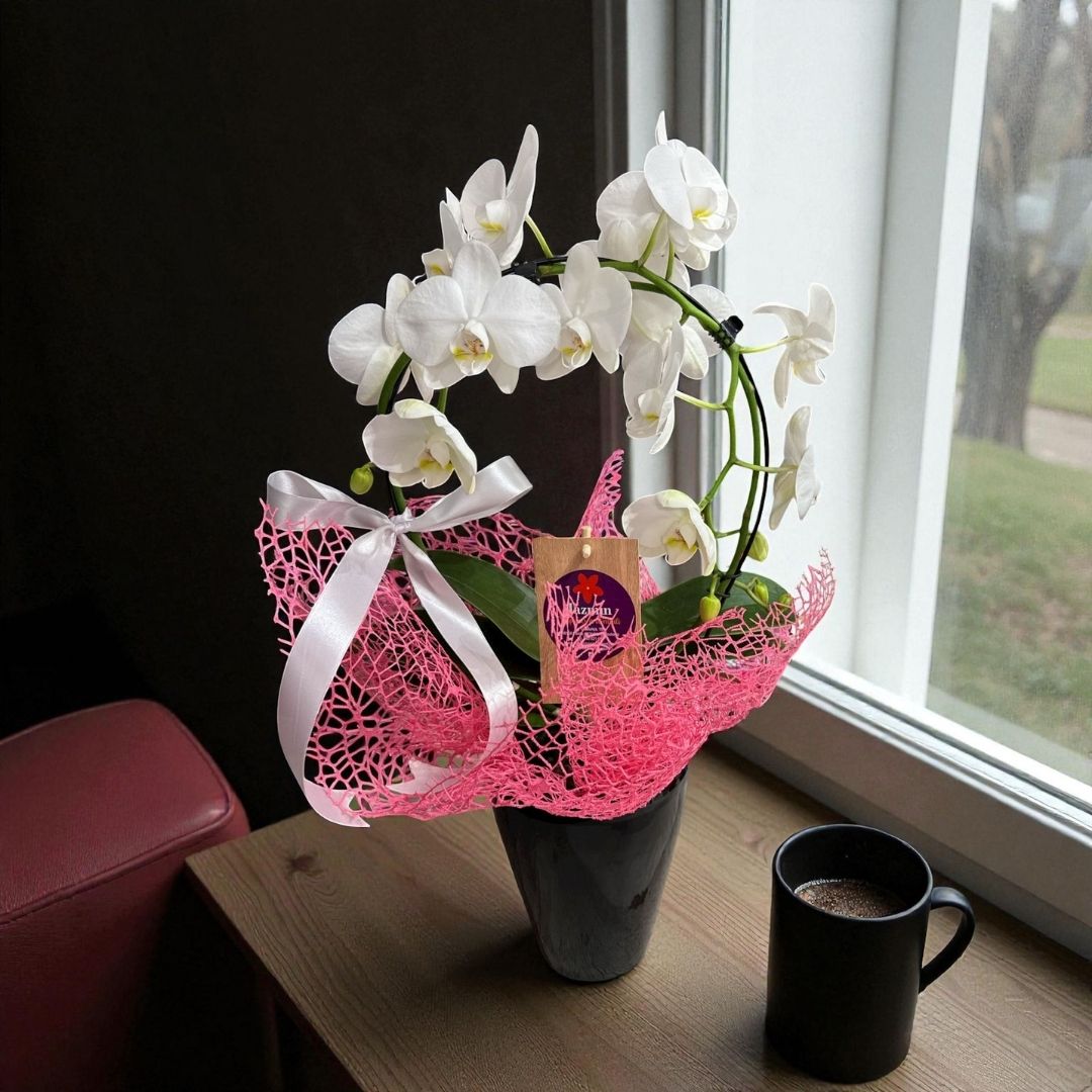 Orquídea White Moon