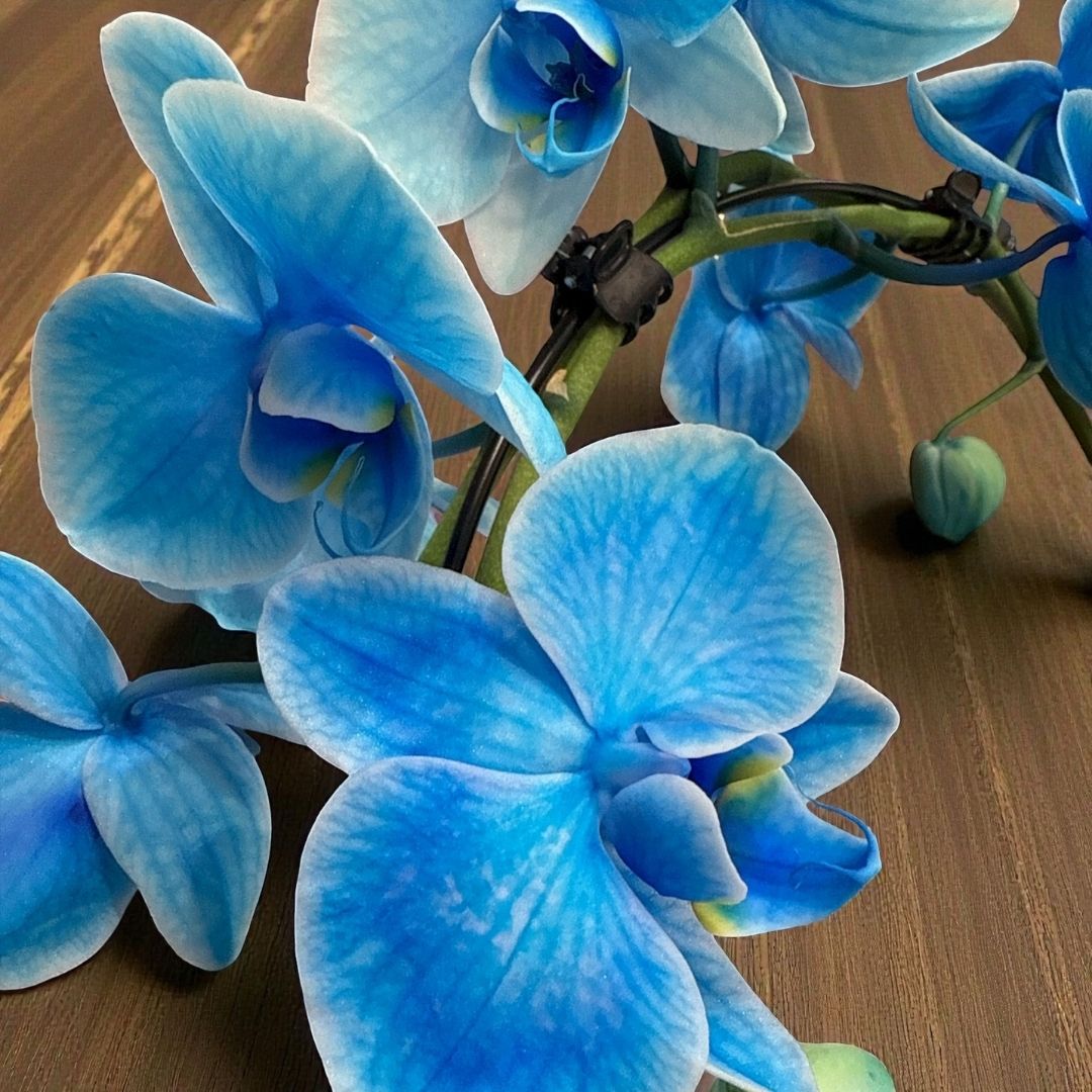 Orquídea Blue Elegance - Imagen 3