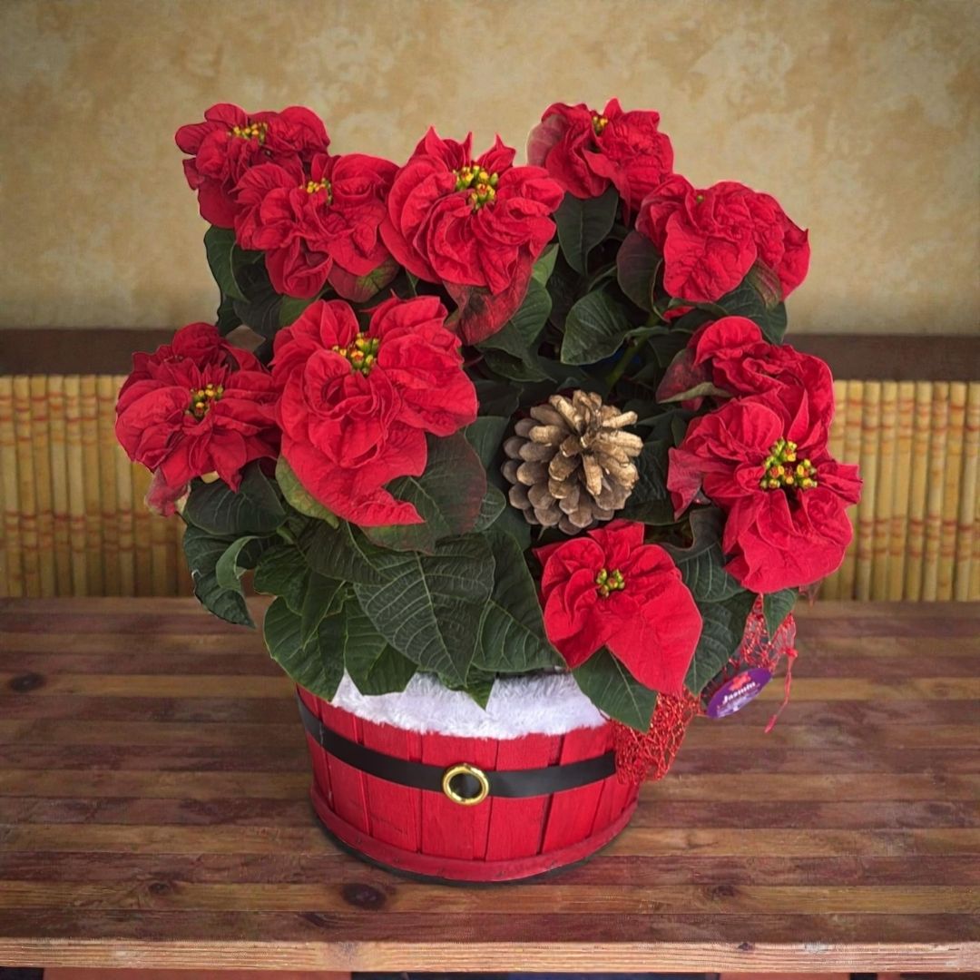 ❤️ Ponsetia Navidad Deluxe